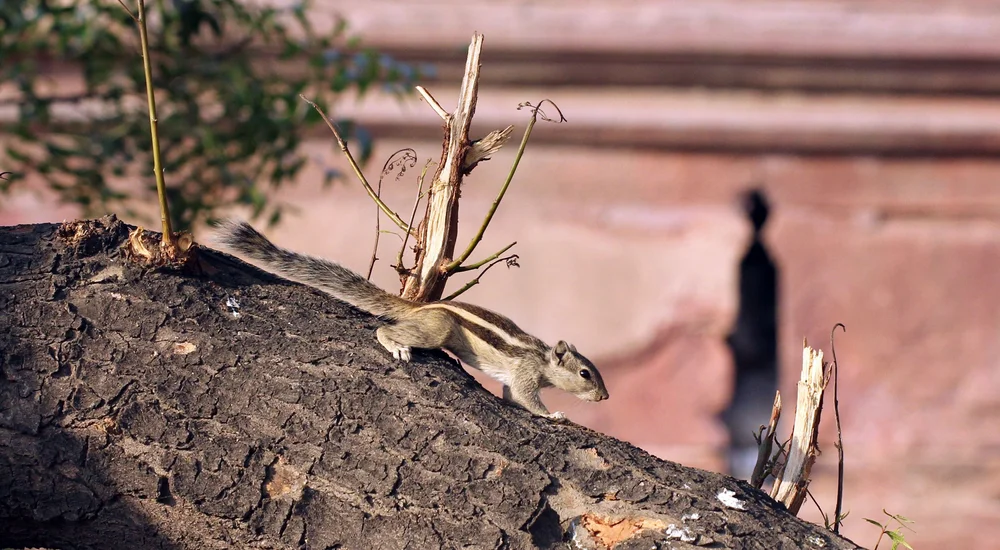 Genus Funambulus - Palm Squirrel — Coke Smith Wildlife
